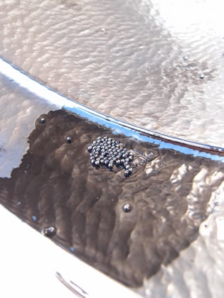 ダイノーミル<br><br>ビーズミル